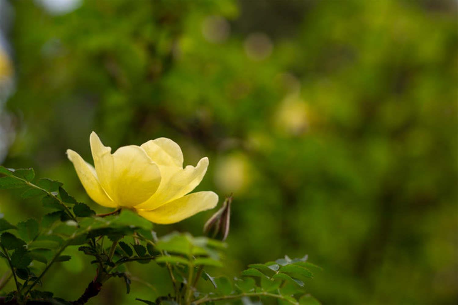 Yellow Thorn Rose