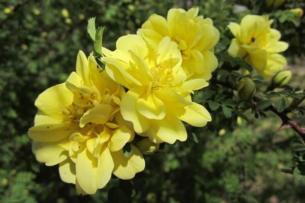 A Complete Collection of Yellow Thorn Rose Varieties