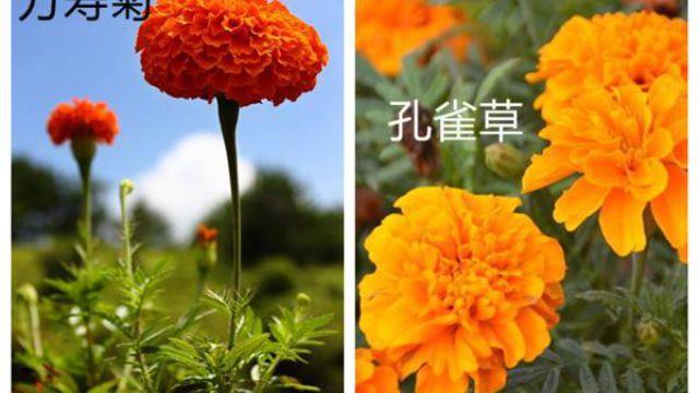 The difference between marigold and malachite