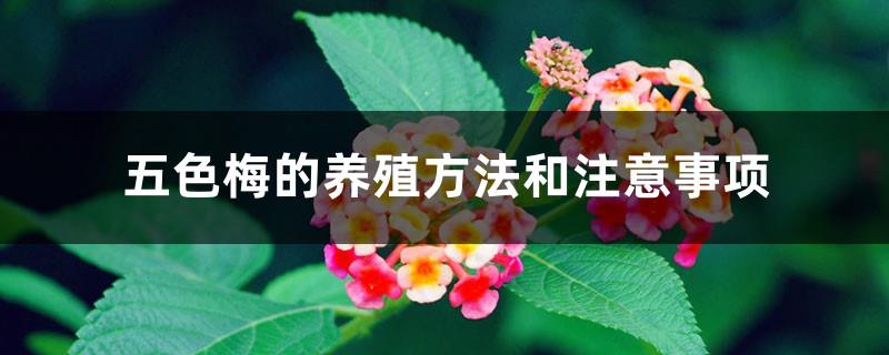 Five-color plum cultivation methods and precautions