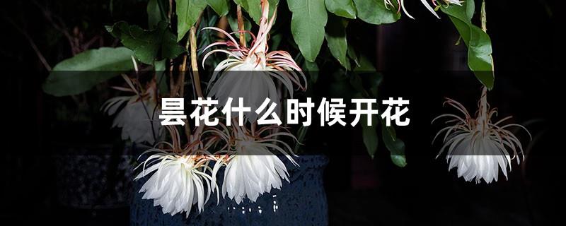 When will the Epiphyllum bloom