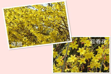 Forsythia and jasmine