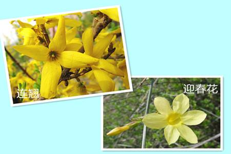 Forsythia and jasmine petals are different