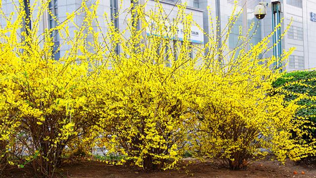 The difference between forsythia and winter jasmine