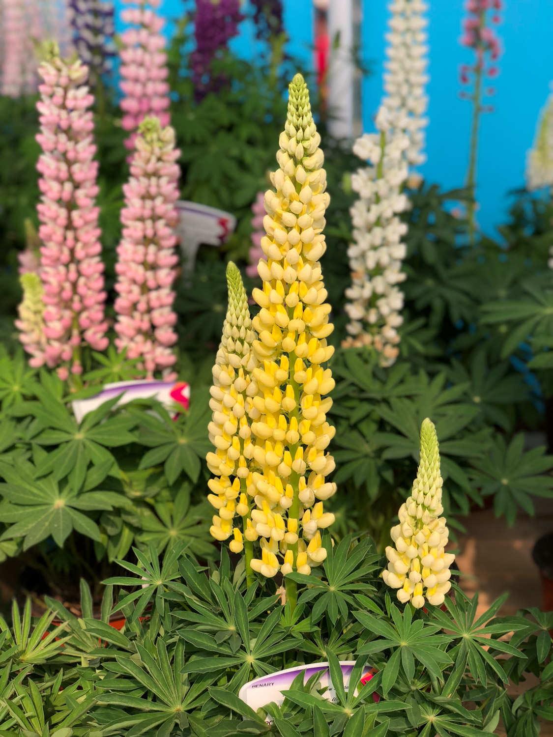 Lupine flower