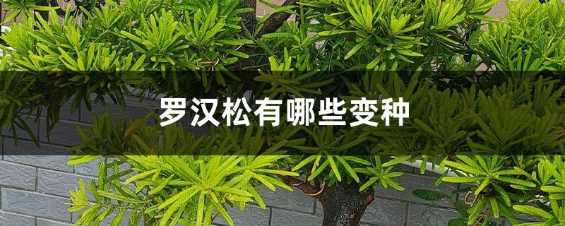 What are the varieties of Podocarpus