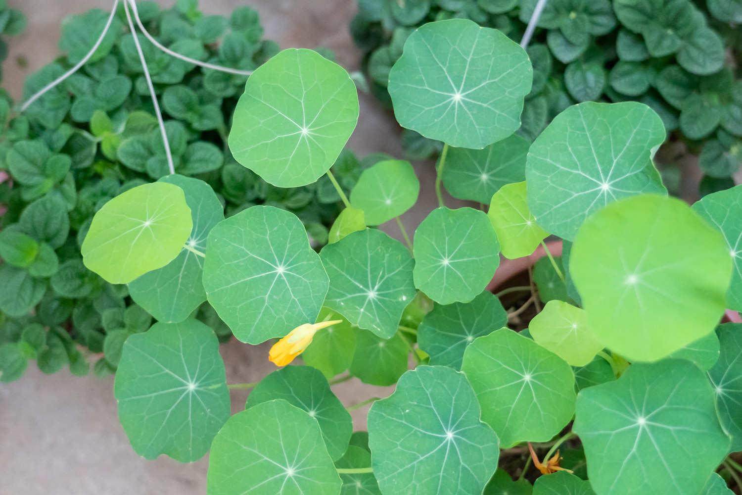 Nasturtium