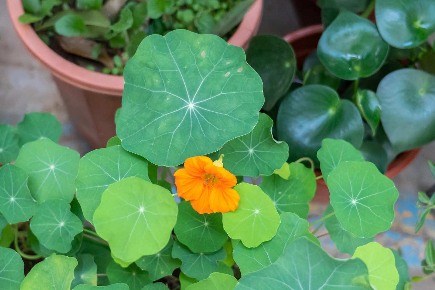 Nasturtium