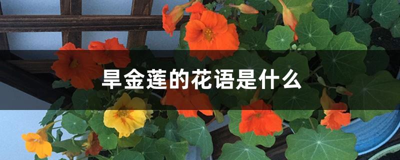 What is the flower language of nasturtium