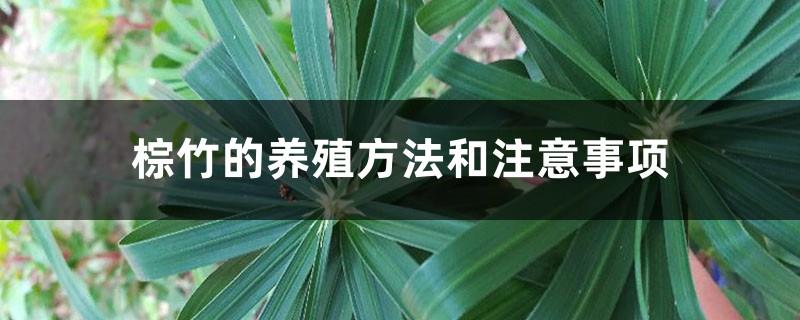 Brown Bamboo Breeding Methods and Precautions