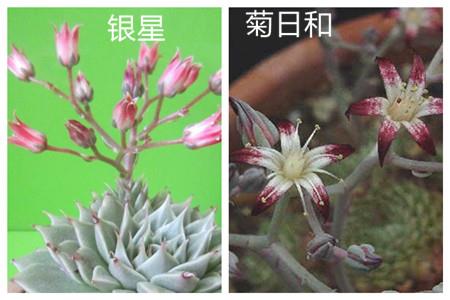 The difference between Silver Star and Chrysanthemum Rihe