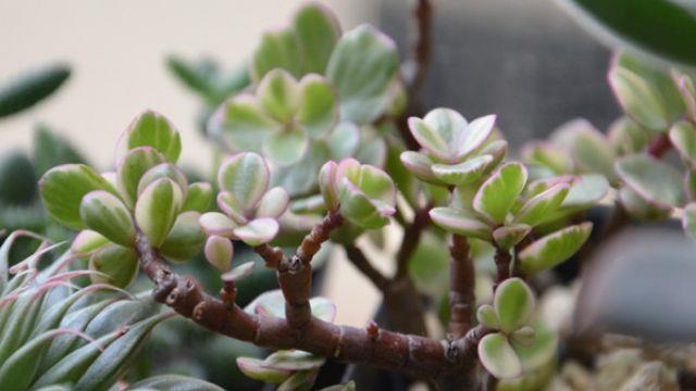 The difference between the dance of elegant music and the golden branches and jade leaves