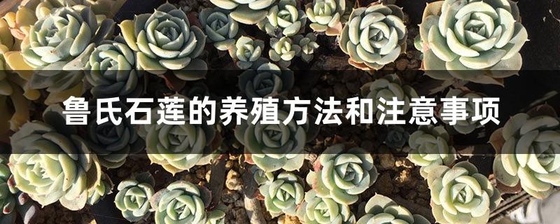 Cultivation methods and precautions of Echeveria rushii