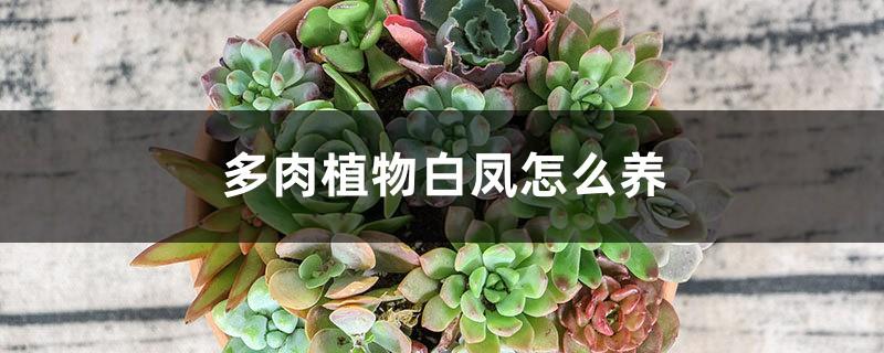 How to raise the succulent plant White Phoenix