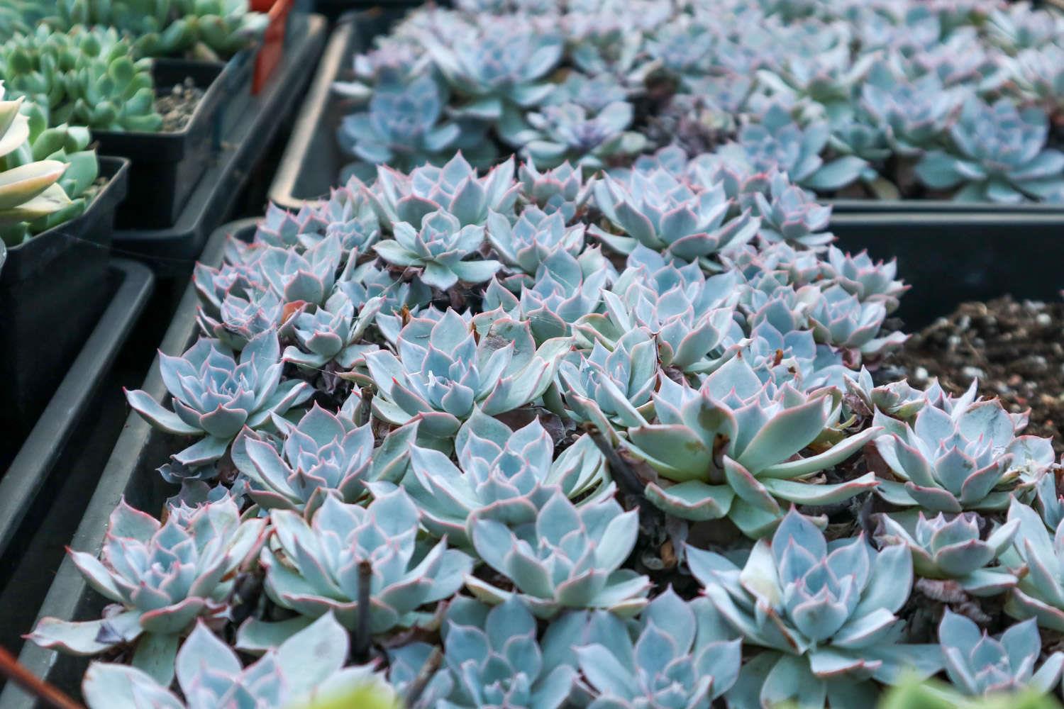 Blue Echeveria