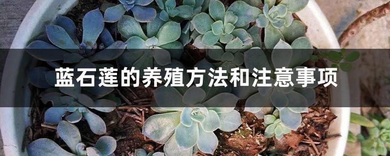 Blue Echeveria cultivation methods and precautions