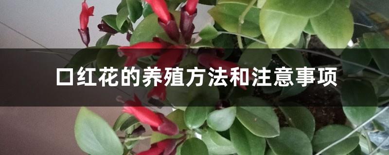 Lipstick flower cultivation methods and precautions