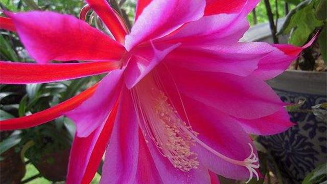 What is the difference between Lingjian lotus and Epiphyllum