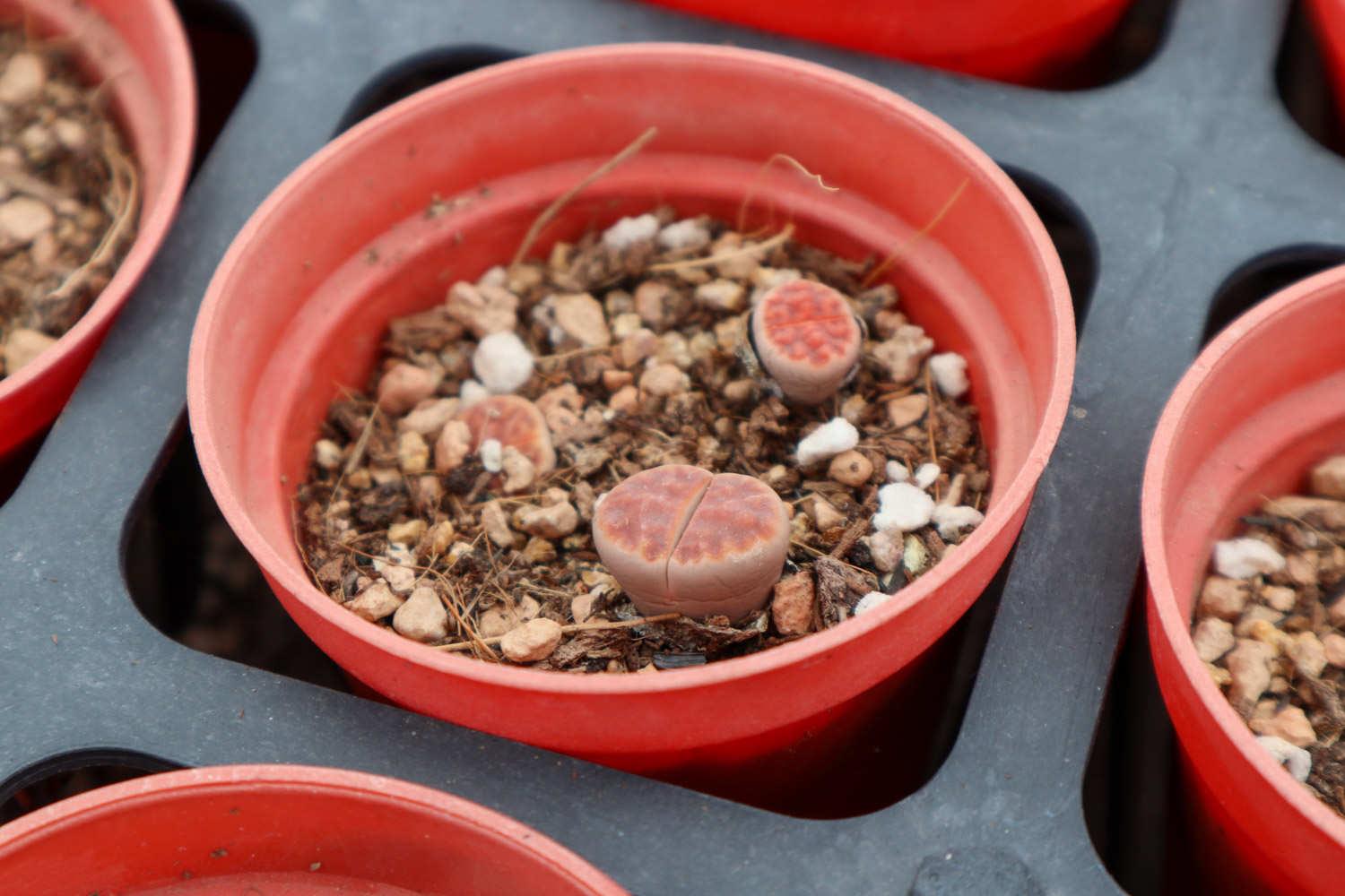 Lithops