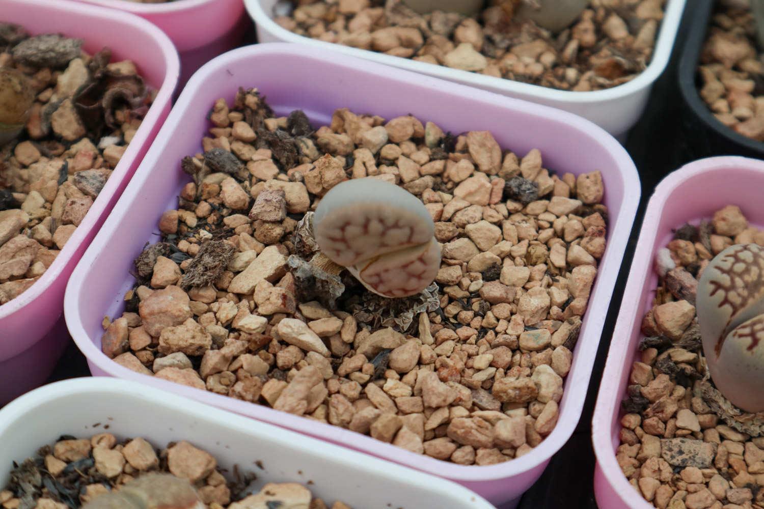 Lithops