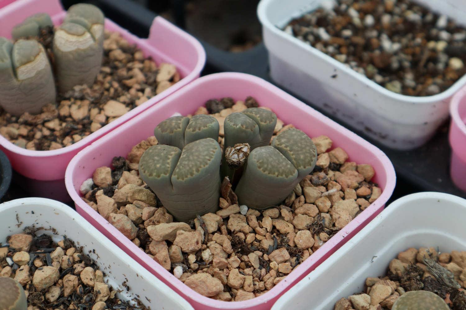 Lithops