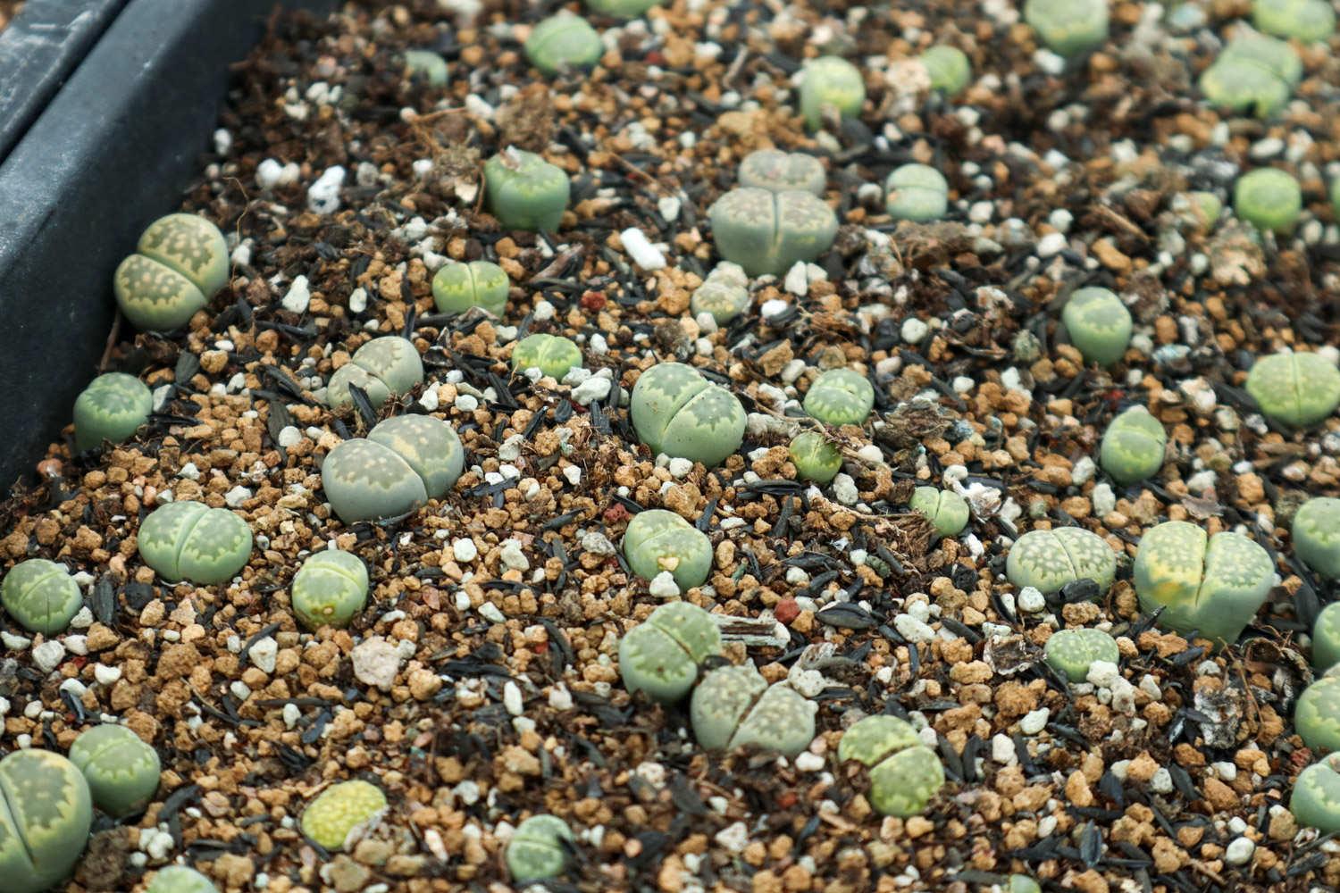 Lithops