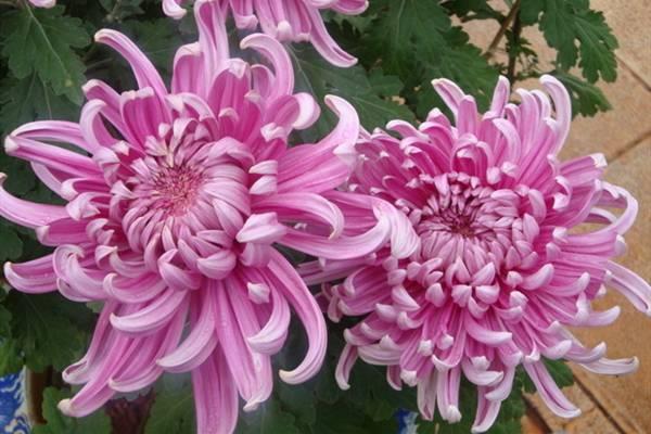 Three taboos for growing flowers in the home