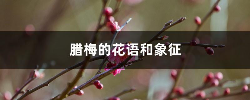 The flower language and symbol of wintersweet