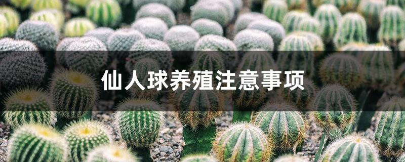 Notes on Cactus Breeding