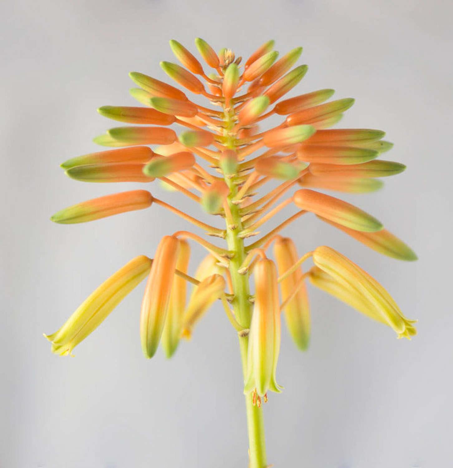 Aloe