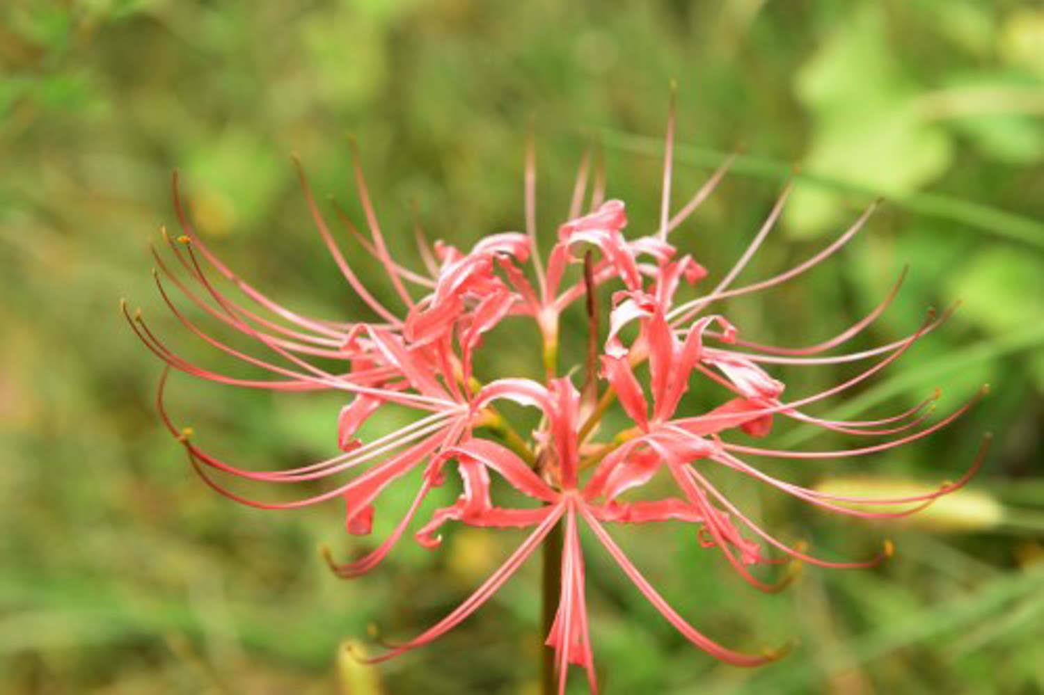  Lycoris