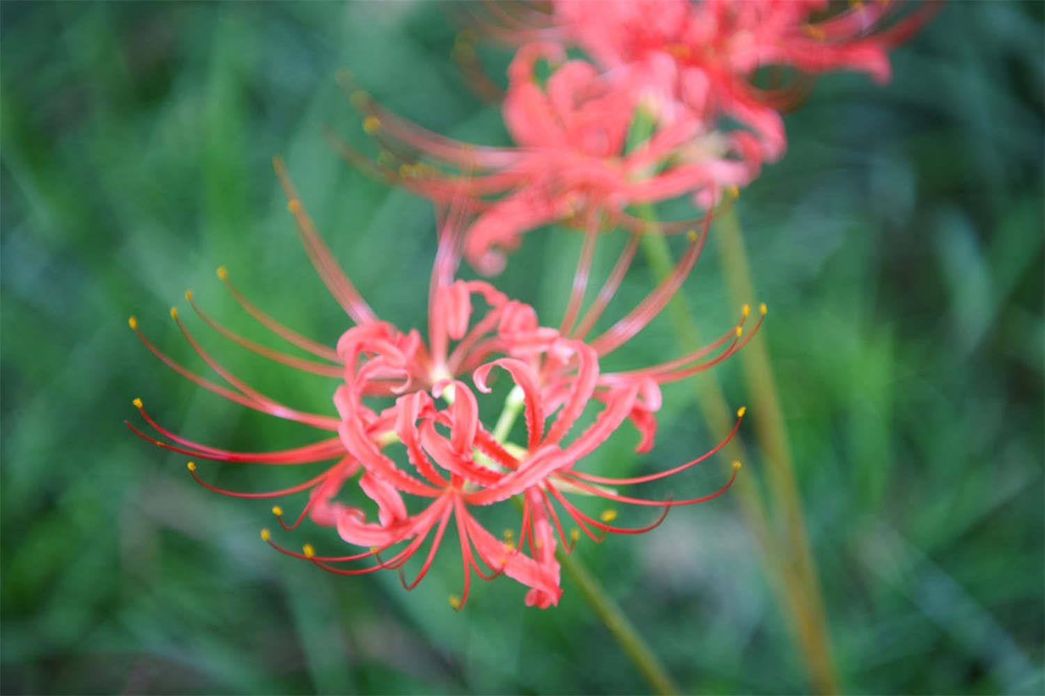  Lycoris