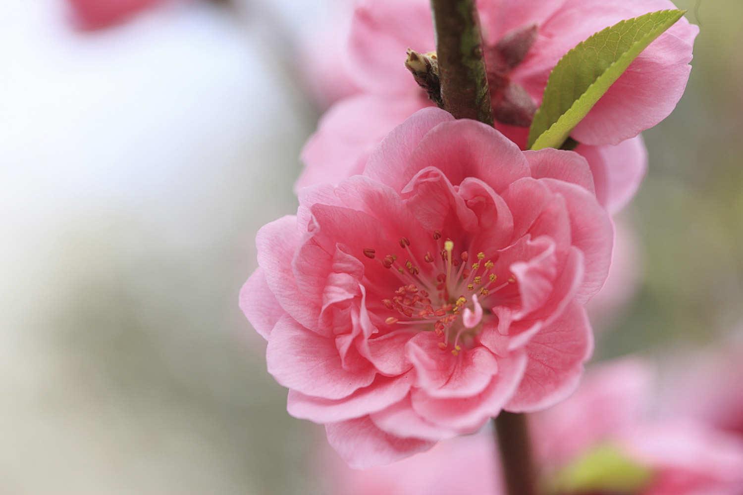 peach blossom