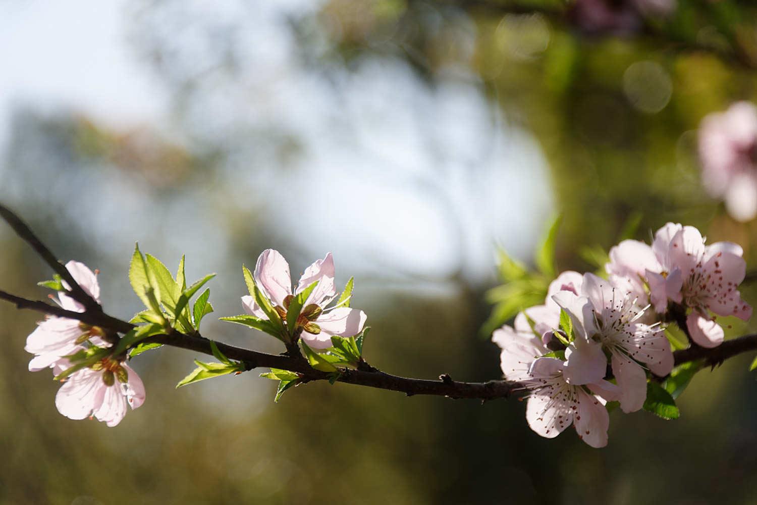 peach blossom