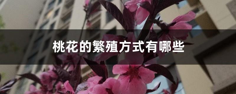 What are the reproduction methods of peach blossoms