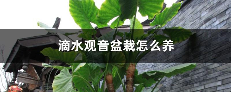 Precautions for dripping Guanyin potted plants