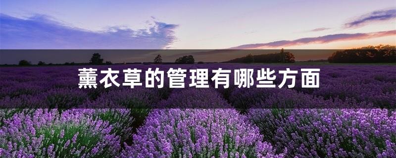 What are the aspects of lavender management