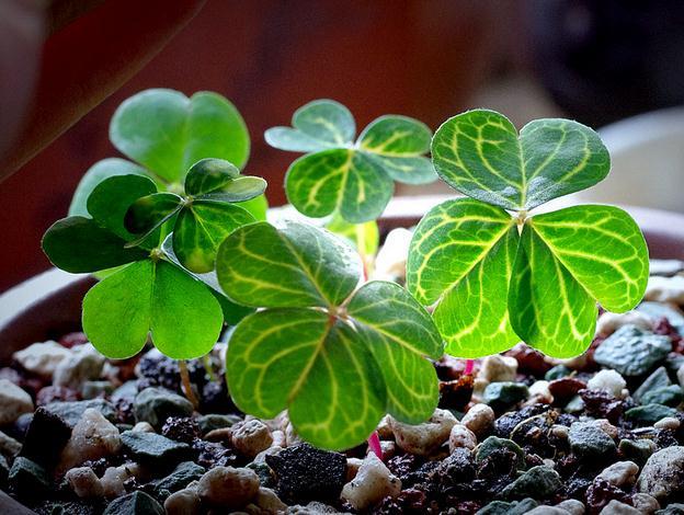 Oxalis