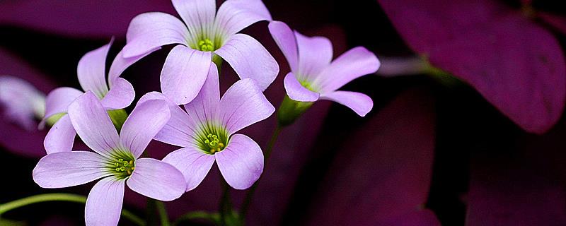 What is the difference between wood sorrel and clover