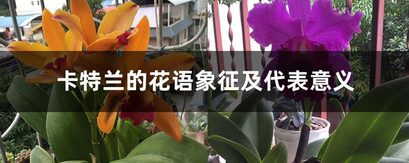 The flower language symbolism and representative meaning of Cattleya