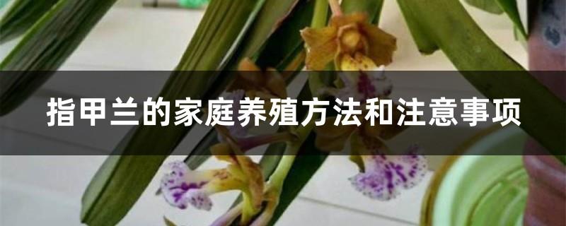 Family cultivation methods and precautions of nail orchid