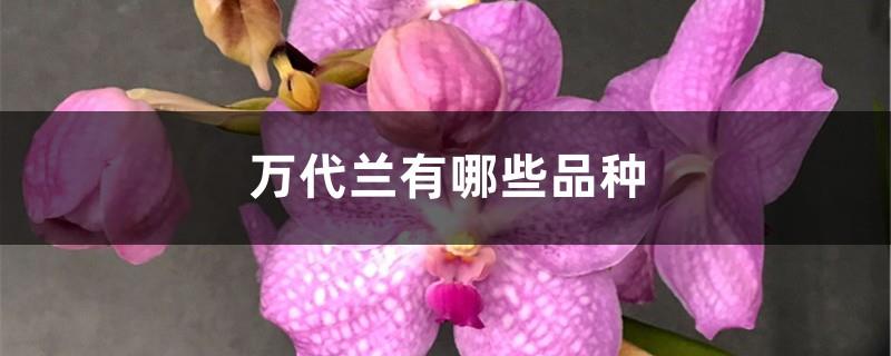 What are the varieties of Vanda orchid