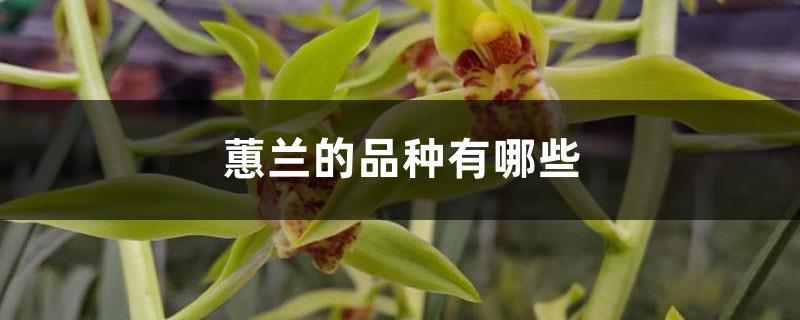 What are the varieties of Cymbidium