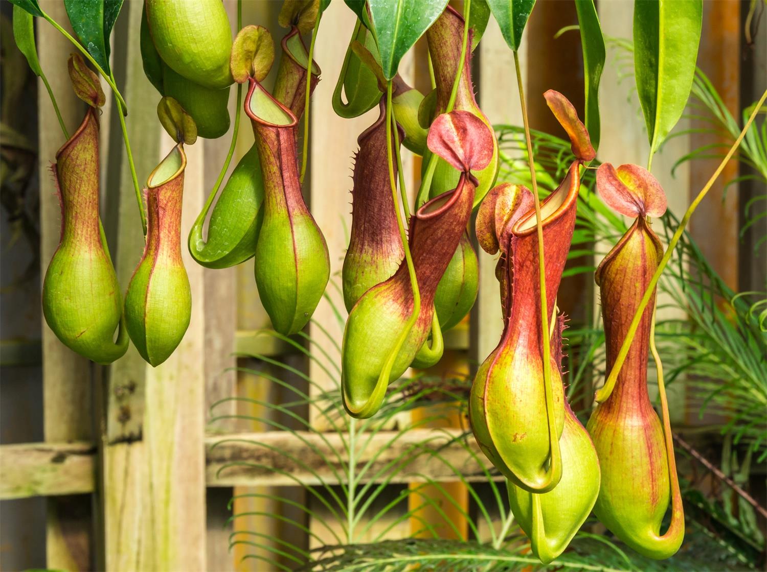 Nepenthes