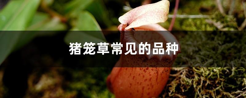 Common species of pitcher plants