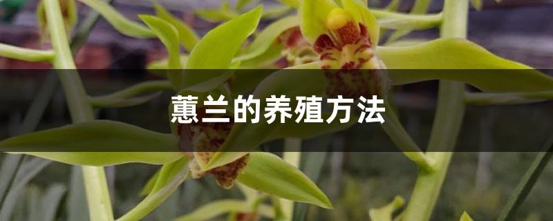 Cymbidium breeding method