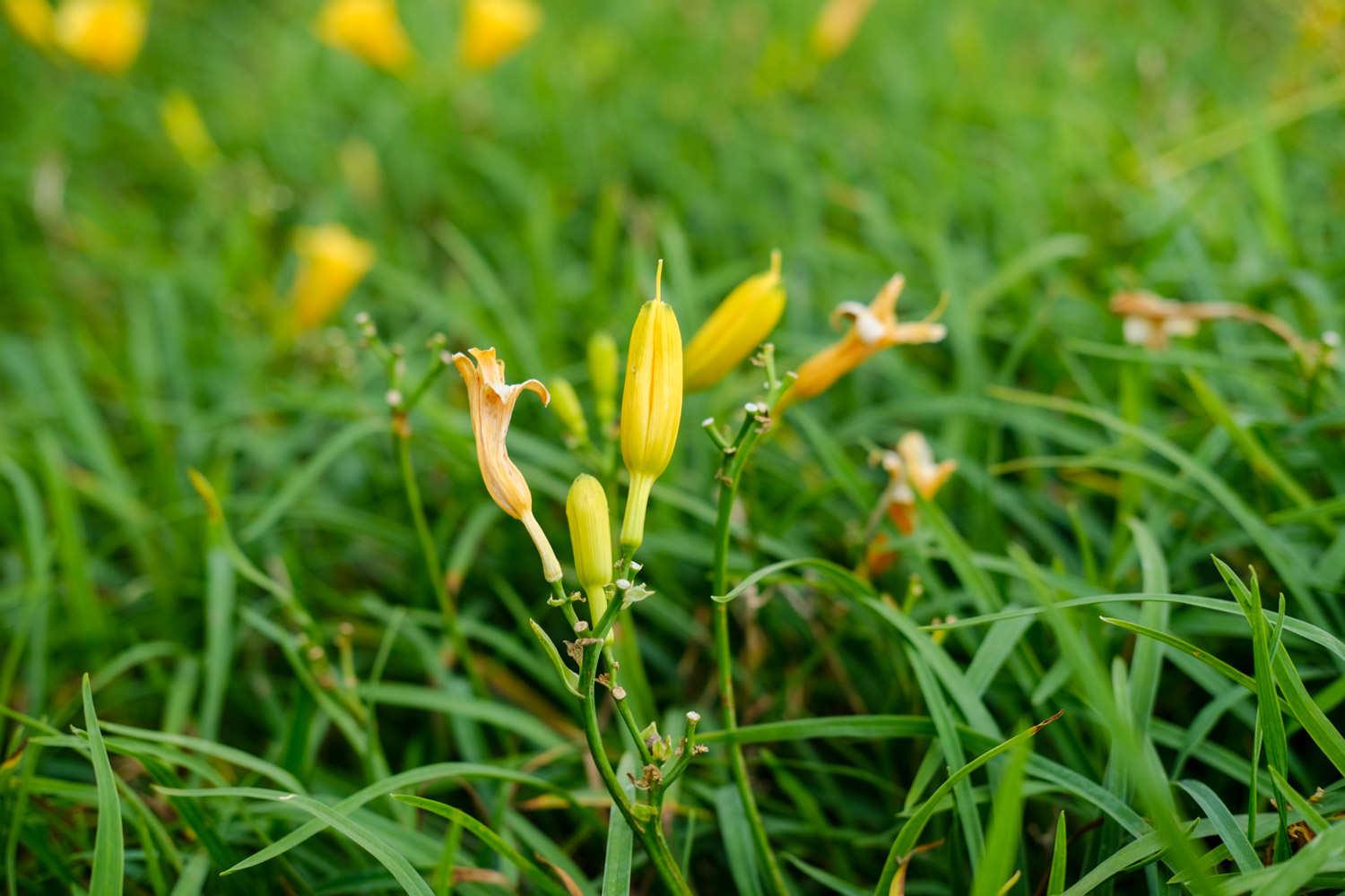 Hemerocallis fulva