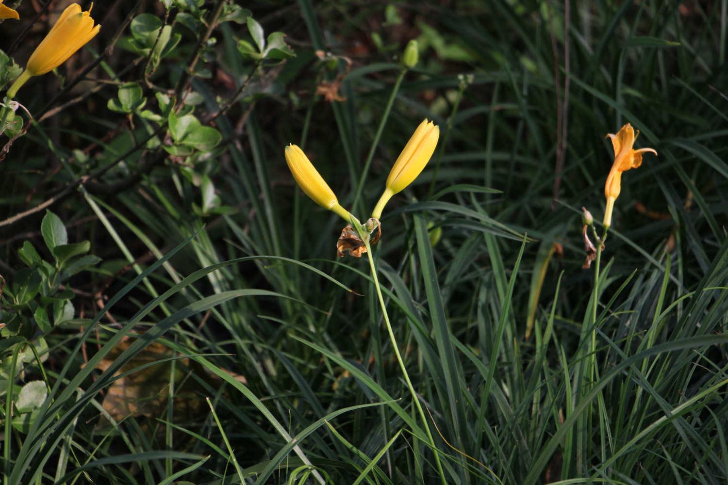 Hemerocallis fulva