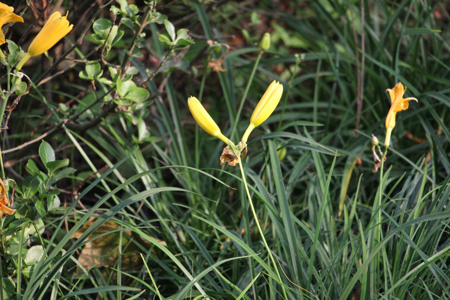 Hemerocallis fulva