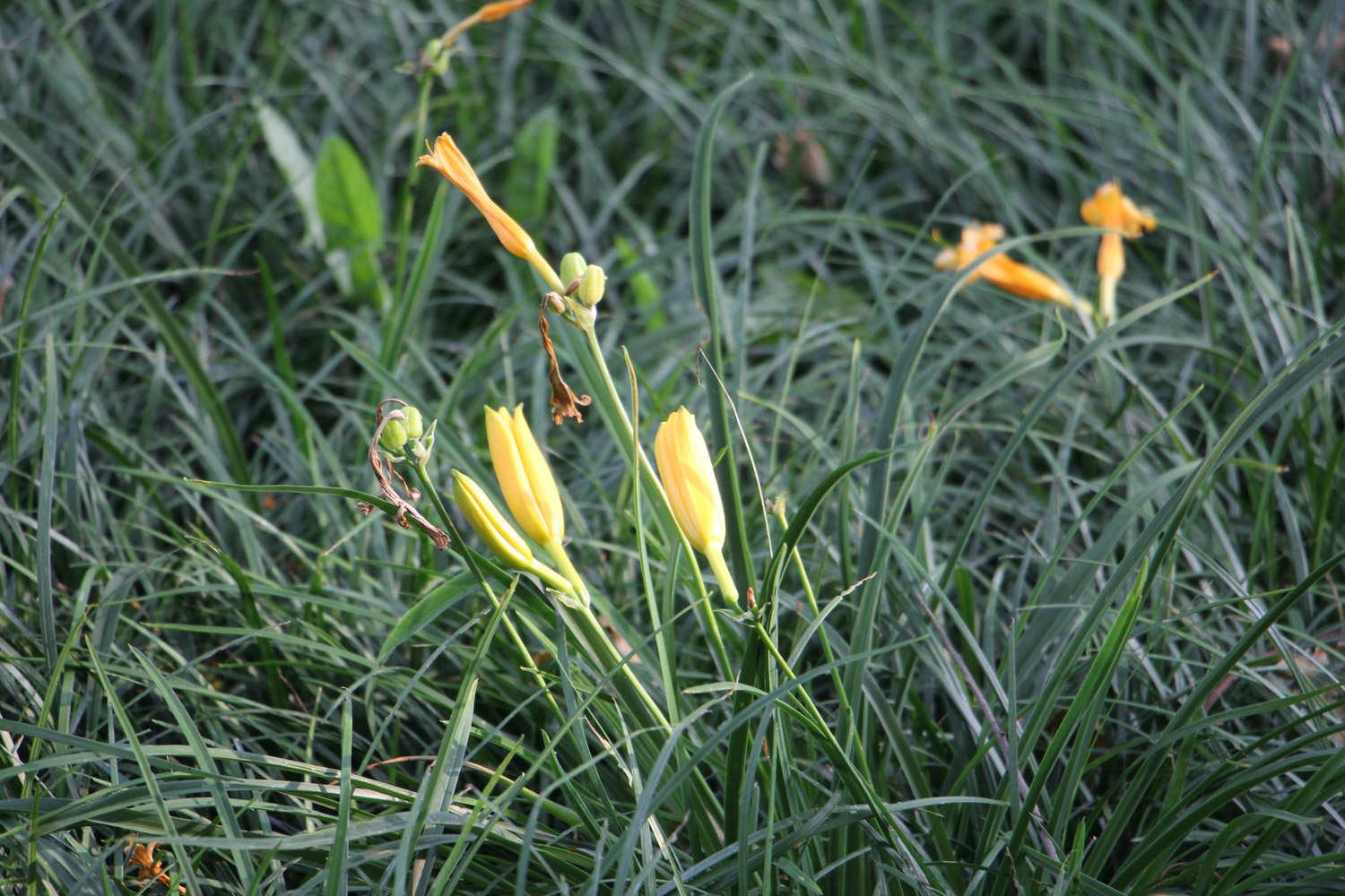 Hemerocallis fulva